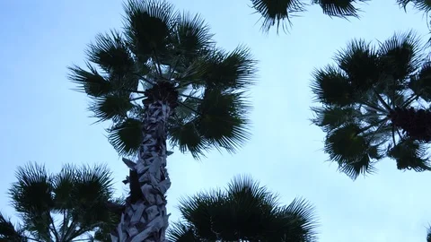 Palm trees against the sky. The camera is in motion. Stockbeeldmateriaal 122325467