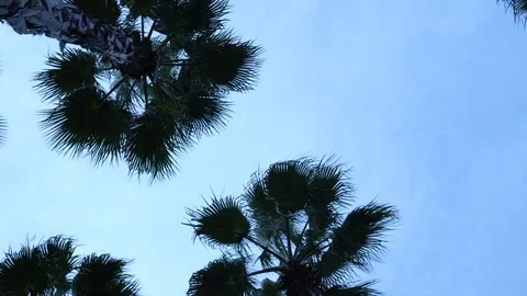 Palm trees against the sky. The camera is in motion. Stockbeeldmateriaal 122326870