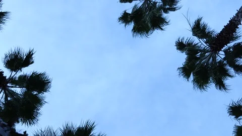Palm trees against the sky. The camera is in motion. Stockbeeldmateriaal 122331776