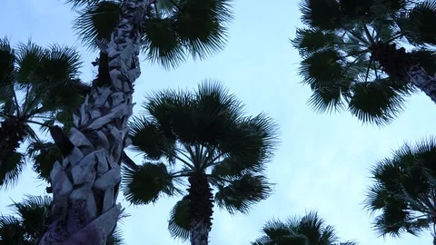 Palm trees against the sky. The camera is in motion. Stockbeeldmateriaal 122331983