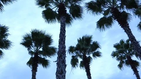 Palm trees against the sky. The camera is in motion. Stockbeeldmateriaal 122336936