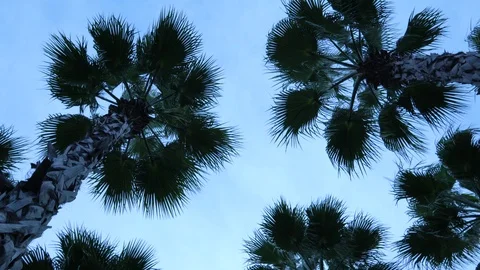 Palm trees against the sky. The camera is in motion. Stockbeeldmateriaal 122337074