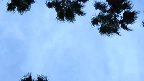Palm trees against the sky. The camera is in motion. Stockbeeldmateriaal 122339831