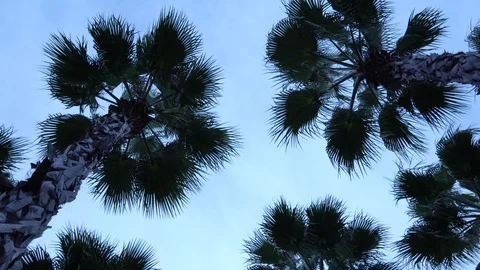 Palm trees against the sky. The camera is in motion. Stockbeeldmateriaal 122339932