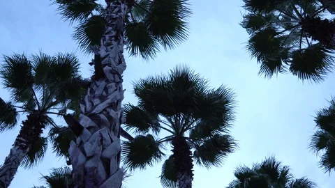 Palm trees against the sky. The camera is in motion. Stockbeeldmateriaal 122342793