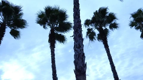 Palm trees against the sky. The camera is in motion. Stockbeeldmateriaal 122342844