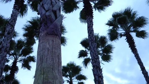 Palm trees against the sky. The camera is in motion. Stockbeeldmateriaal 122343837