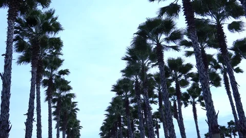 Palm trees against the sky. The camera is in motion. Stockbeeldmateriaal 122346309