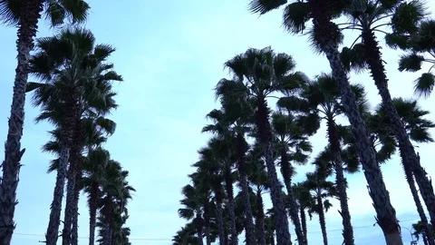 Palm trees against the sky. The camera is in motion. Stockbeeldmateriaal 122346430