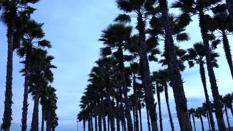 Palm trees against the sky. The camera is in motion. Stockbeeldmateriaal 122346766