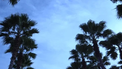 Palm trees against the sky. The camera is in motion. Stockbeeldmateriaal 122347146
