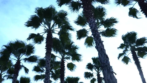 Palm trees against the sky. The camera is in motion. Stockbeeldmateriaal 122347297