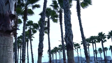 Palm trees against the sky. The camera is in motion. Stockbeeldmateriaal 122347476