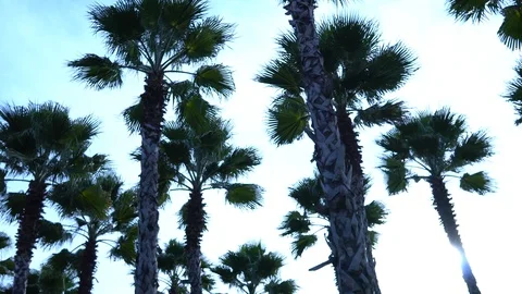 Palm trees against the sky. The camera is in motion. Stockbeeldmateriaal 122347567