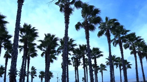 Palm trees against the sky. The camera is in motion. Stockbeeldmateriaal 122348214