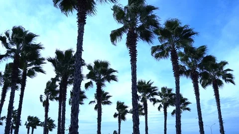 Palm trees against the sky. The camera is in motion. Stockbeeldmateriaal 122348569