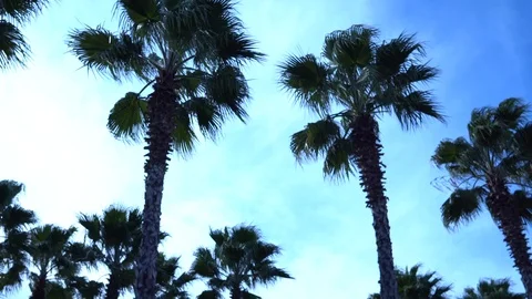 Palm trees against the sky. The camera is in motion. Stockbeeldmateriaal 122349346