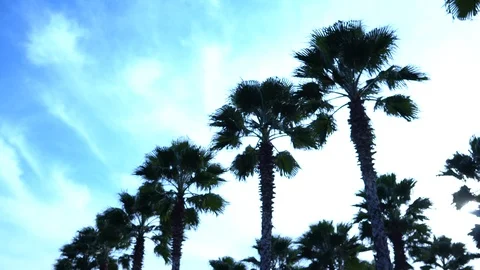Palm trees against the sky. The camera is in motion. Stockbeeldmateriaal 122350212