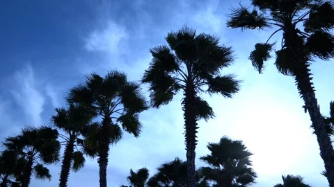 Palm trees against the sky. The camera is in motion. Stockbeeldmateriaal 122350662
