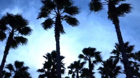 Palm trees against the sky. The camera is in motion. Stockbeeldmateriaal 122350901