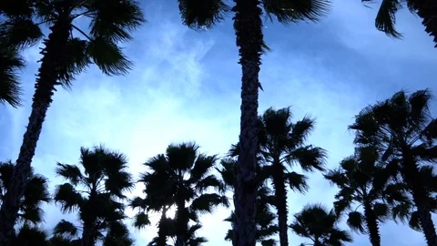 Palm trees against the sky. The camera is in motion. Stockbeeldmateriaal 122351058