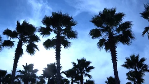 Palm trees against the sky. The camera is in motion. Stockbeeldmateriaal 122351479