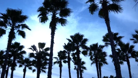 Palm trees against the sky. The camera is in motion. Stockbeeldmateriaal 122351966