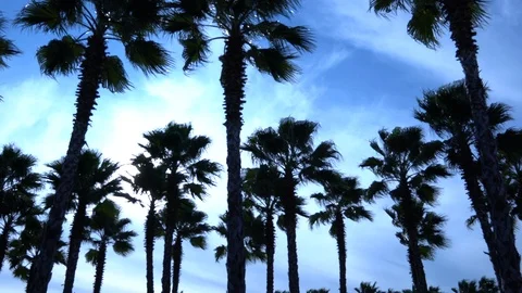 Palm trees against the sky. The camera is in motion. Stockbeeldmateriaal 122352428