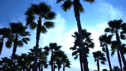 Palm trees against the sky. The camera is in motion. Stockbeeldmateriaal 122352943