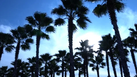 Palm trees against the sky. The camera is in motion. Stockbeeldmateriaal 122353627