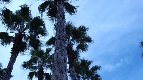 Palm trees against the sky. The camera is in motion. 스톡 동영상 123276757