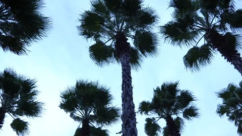 Palm trees against the sky. The camera is in motion. 스톡 동영상 123277574