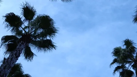 Palm trees against the sky. The camera is in motion. 스톡 동영상 123278472