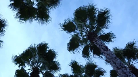 Palm trees against the sky. The camera is in motion. 스톡 동영상 123279815