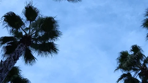Palm trees against the sky. The camera is in motion. 스톡 동영상 123280519