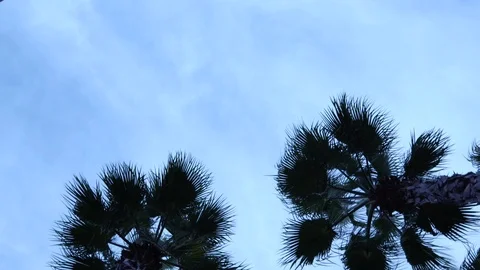 Palm trees against the sky. The camera is in motion. 스톡 동영상 123343671