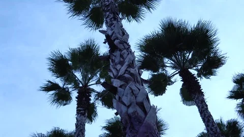 Palm trees against the sky. The camera is in motion. 스톡 동영상 123343696