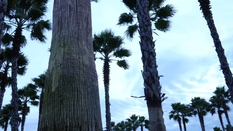 Palm trees against the sky. The camera is in motion. 스톡 동영상 123347596