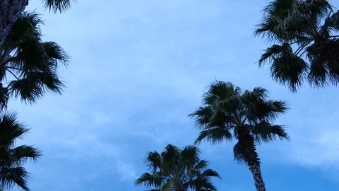 Palm trees against the sky. The camera is in motion. 스톡 동영상 123351343