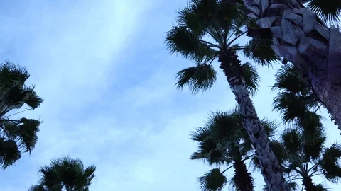 Palm trees against the sky. The camera is in motion. 스톡 동영상 123351357