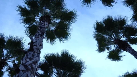 Palm trees against the sky. The camera is in motion. 스톡 동영상 123355053