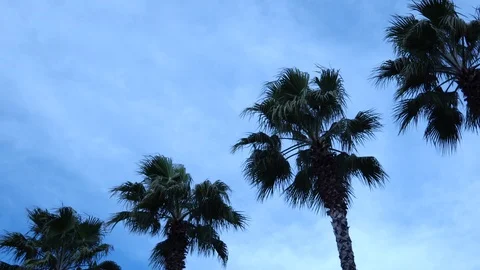 Palm trees against the sky. The camera is in motion. 스톡 동영상 123356929