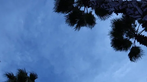 Palm trees against the sky. The camera is in motion. 스톡 동영상 123361403