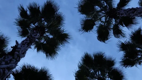 Palm trees against the sky. The camera is in motion. 스톡 동영상 123363957