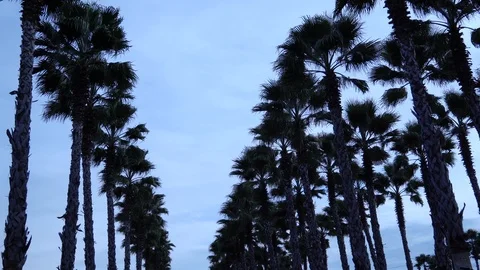 Palm trees against the sky. The camera is in motion. 스톡 동영상 123642588