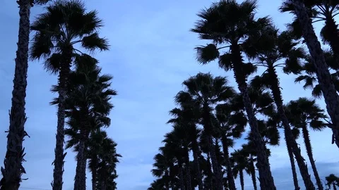Palm trees against the sky. The camera is in motion. 스톡 동영상 123642712