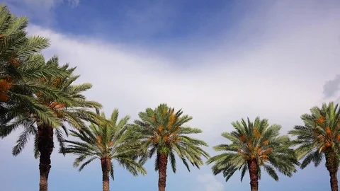 Palm Trees Against Sky as Clouds Pass By - Time Lapse 스톡 동영상 71565876