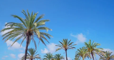 Palm trees against sky as clouds pass by in El Arenal, Mallorca - Spain Stock Footage 86161418