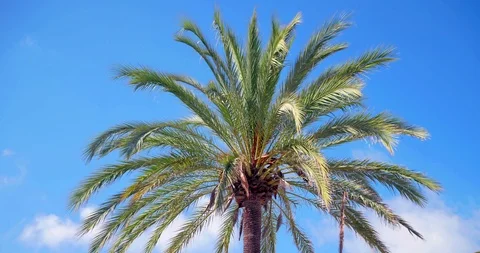 Palm trees against sky as clouds pass by in El Arenal, Mallorca - Spain Stock Footage 86161590