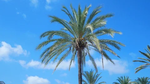 Palm trees against sky as clouds pass by in El Arenal, Mallorca - Spain Stock Footage 86176899